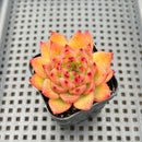 Echeveria Agavoides 'Chalstone' 2" Succulent Plant