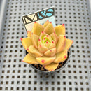 Echeveria Agavoides 'Adrian' 2" Mam&Sister Farm Original Japanese Hybrid Succulent Plant