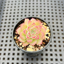 Echeveria sp. 2" Succulent Plant