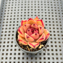 Echeveria Agavoides 'Haiku' 2" Succulent Plant