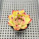 Echeveria Agavoides 'Haiku' 2" Succulent Plant