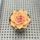 Echeveria ‘Mysterious Rose’ 1”-2” Succulent Plant
