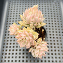 Echeveria 'Margaret' Variegated 3" Succulent Plant