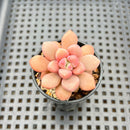 Graptopetalum 'Polari Heart' 2” Succulent Plant