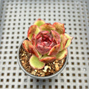 Echeveria sp. 2"-3" Succulent Plant