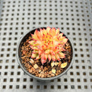 Echeveria sp. Crested 2" Succulent Plant