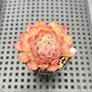 Echeveria 'Charles Rose' 2" Succulent Plant