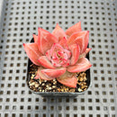 Echeveria 'Red Dragon' 1"-2" Succulent Plant