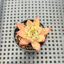 Echeveria 'Sarabony' 2" Succulent Plant