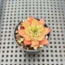 Echeveria 'Sarabony' 2" Succulent Plant
