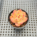 Echeveria 'Lovebird' 2" Succulent Plant