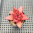 Echeveria Agavoides 'Romeo' 2" Succulent Plant