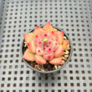 Echeveria Agavoides sp. 2" Succulent Plant