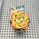 Echeveria Agavoides 'Flower Bud' 2" Mam&Sister Farm Original Japanese Hybrid Succulent Plant