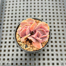 Echeveria 'Butterfly' 2" Cluster Succulent Plant