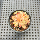 Echeveria sp. 2" Succulent Plant