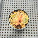 Echeveria sp. 2" Succulent Plant