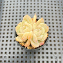 Echeveria sp. 1"-2" Succulent Plant