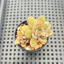Echeveria 'Rika' 2" Cluster Succulent Plant