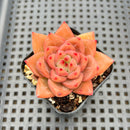 Echeveria 'Seosi' 2" Succulent Plant