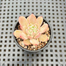 Echeveria sp. 1"-2" Succulent Plant