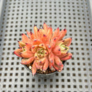 Echeveria 'Sarabony' 2"-3" Cluster Succulent Plant