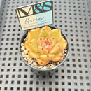 Echeveria 'Gather' 2" Mam&Sister Farm Original Japanese Hybrid Succulent Plant