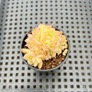 Echeveria 'Malgan' Cluster 2" Succulent Plant