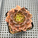Echeveria 'Black Prince' Lightly Variegated 2" Succulent Plant