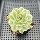 Orostachys 'Fuji' Variegated 3" Succulent Plant
