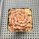 Echeveria 'Flower Bud' 1"-2" Succulent Plant