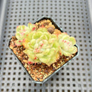 Echeveria Agavoides 'Ice Age' Variegated 2" Succulent Plant Cutting