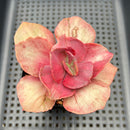 Echeveria 'Suyon' Variegated 3"-4" Succulent Plant