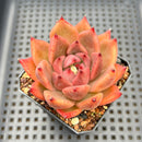 Echeveria Agavoides sp. 2"-3" Succulent Plant