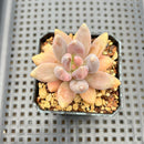 Pachyveria 'Blue Mist' Lightly Variegated 2"-3" Succulent Plant