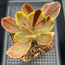 Echeveria 'Fimbriata' Variegated AKA 'Fasciculata' 4"-5" Succulent Plant