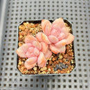 Echeveria sp. 2" Succulent Plant