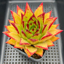 Echeveria Agavoides 'Orange Ebony' 4" Large Succulent Plant