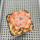 Echeveria sp. 2" Succulent Plant