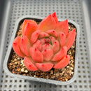 Echeveria Agavoides sp. 3" Succulent Plant