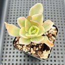 Echeveria ‘Japan Moon River’ Variegated 3” Succulent Plant