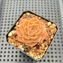 Echeveria 'Nauru Swell' ('Helena' x 'Pumila') 2" Mam&Sister Farm Original Japanese Hybrid Succulent Plant