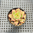 Echeveria sp.  1"-2" Succulent Plant