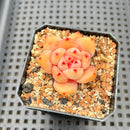 Echeveria sp. 2" Succulent Plant