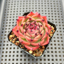 Echeveria ‘Derenceana’ 2”-3” Succulent Plant