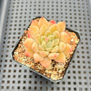 Echeveria 'Sarahime' x 'Hyalina' Hybrid 2" Flower Village Original Hybrid Succulent Plant