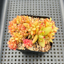 Echeveria Agavoides 'Elkhorn' Crested 2" Succulent Plant