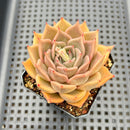 Echeveria sp. 3" Succulent Plant