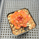 Echeveria sp. 2" Succulent Plant