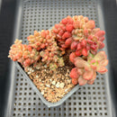 Pachyveria 'Paradoxa' Crested 2"-3" Succulent Plant